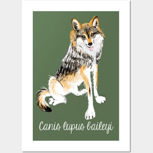 Mexican Wolf #1 Posters and Art